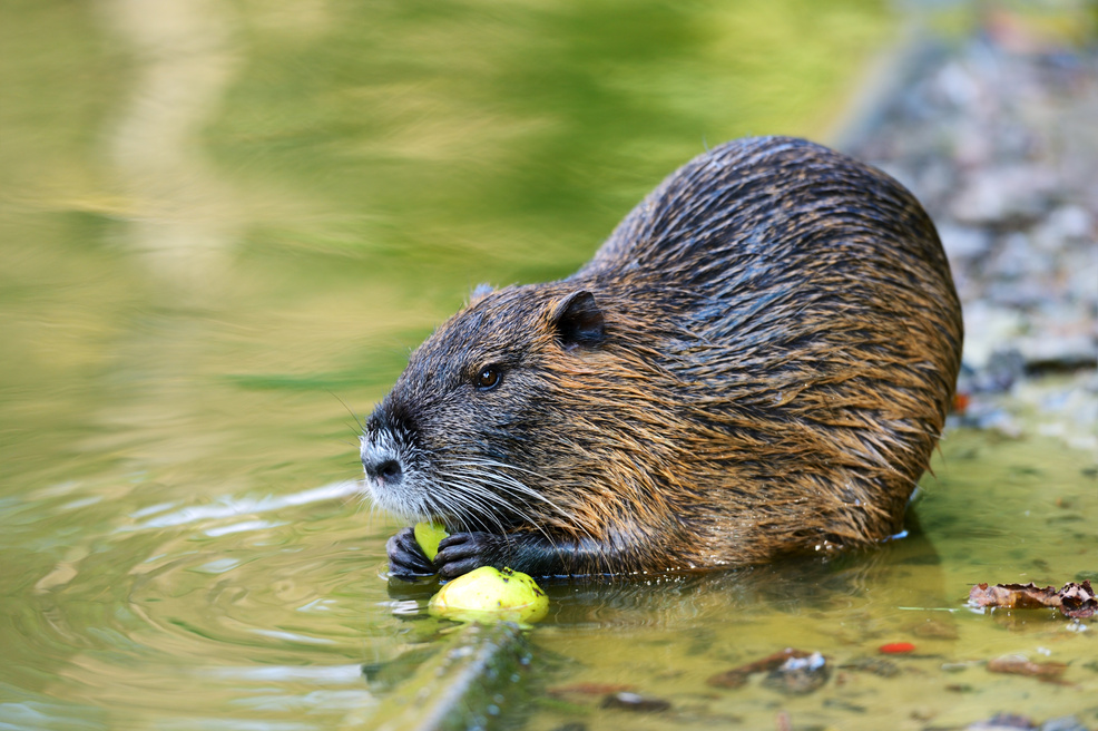 Muskrat